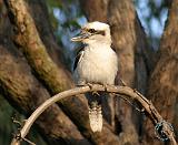 Kookaburra 9Y172D-002